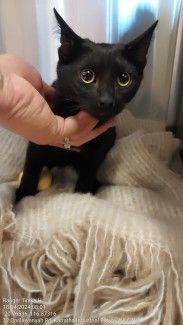 Domestic Short Hair black cat