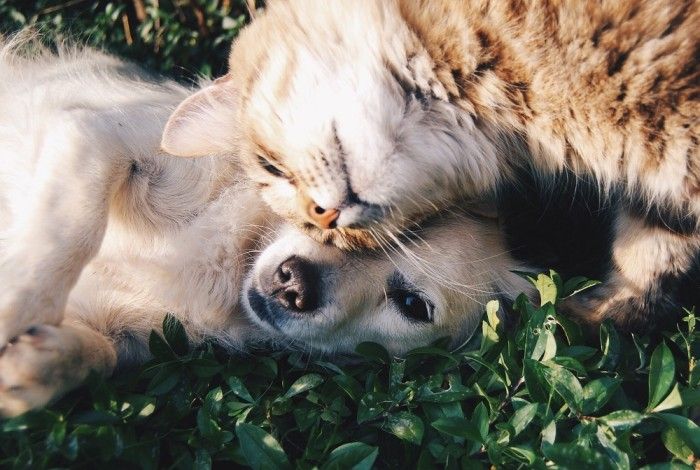 Animal and pet registration