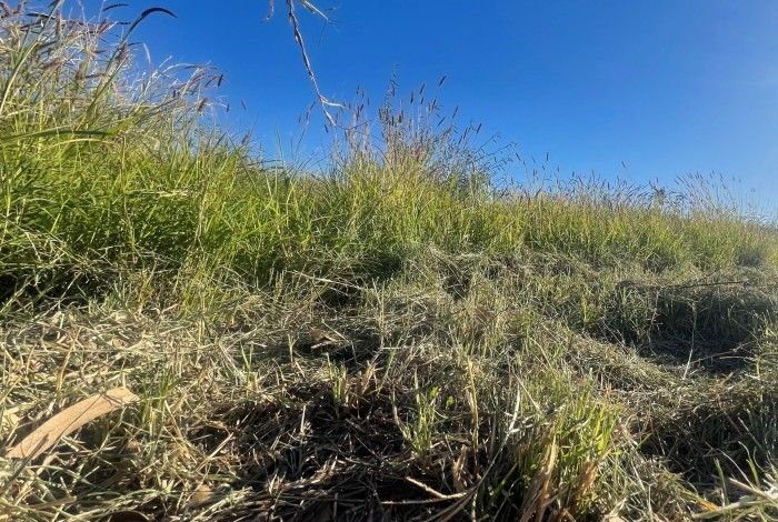 Photo of greed weeds