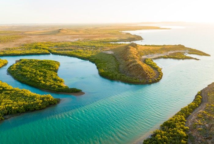 Drone shot of mangroves 