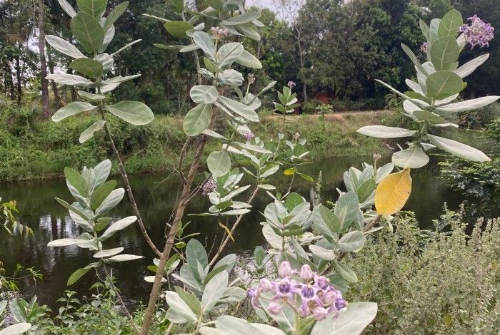 Calotrope plant 