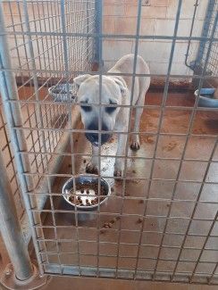 White staffy mastiff
