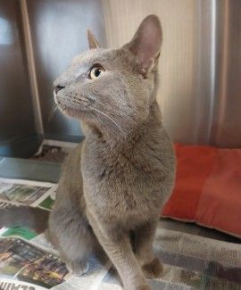 GREY MALE DSH