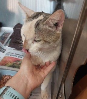 White torbie cat - no microchip