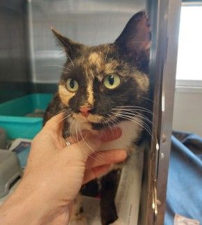 Tortoiseshell Cat - No microchip detected