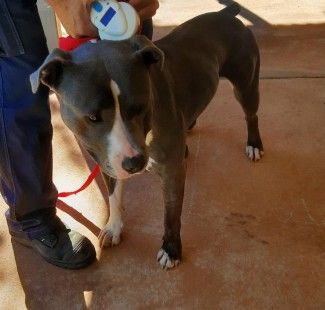 Male, Staffy. Microchipped & Reg.