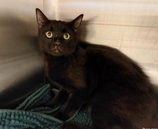 Male,DSH